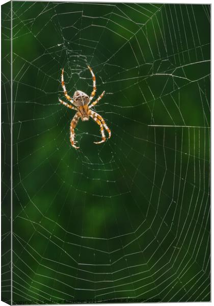 European Garden Spider or Diadem Spider in its Web Canvas Print by Dietmar Rauscher