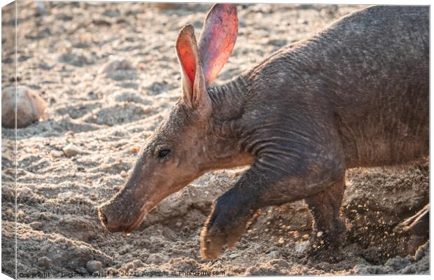 Aardvark Anteater Digging in the Kalahari in Namibia Canvas Print by Dietmar Rauscher