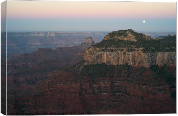 Grand Canyon Dawn with Moon Canvas Print by Dietmar Rauscher