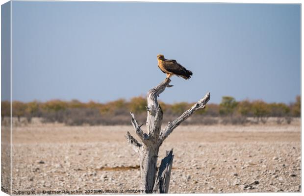 Tawny Eagle Sitting on Dead Tree in Etosha National PArk, Namibia Canvas Print by Dietmar Rauscher