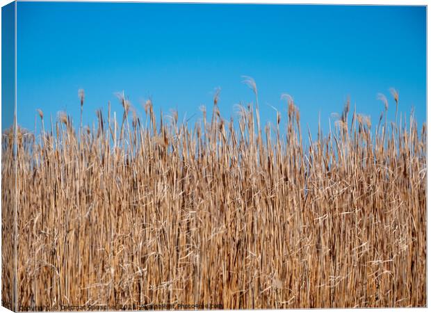 Background of Reeds and Blue Sky Canvas Print by Dietmar Rauscher