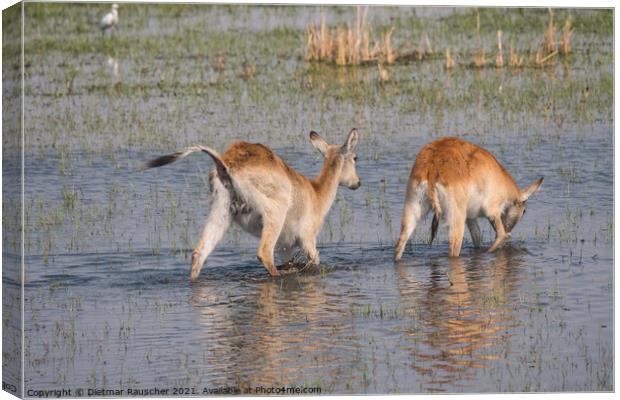 Two Red Lechwe Antelopes in the Okavango Delta Canvas Print by Dietmar Rauscher