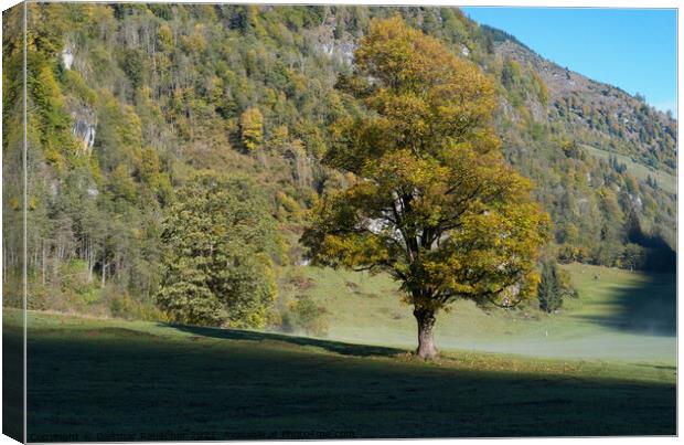 Tree with Golden Leaves in an Alpine Autumn Landscape Canvas Print by Dietmar Rauscher