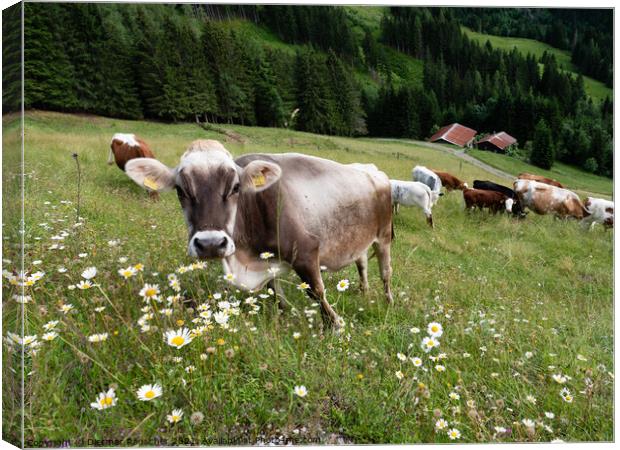 Tyrolean Grey Cattle on a Seasonal Mountain Pasture Canvas Print by Dietmar Rauscher