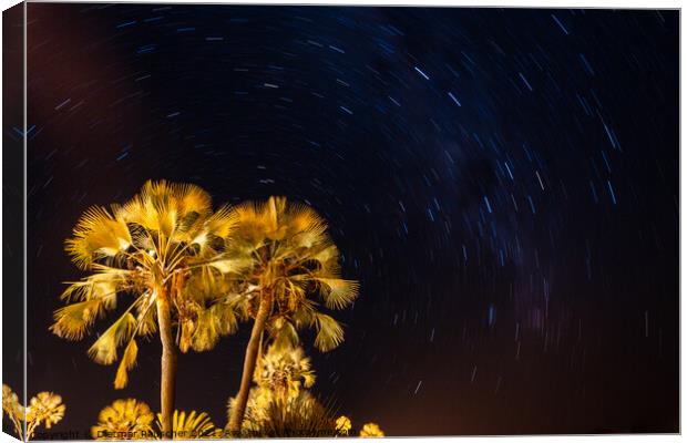 Palm Tree and Night Sky with Stars Canvas Print by Dietmar Rauscher