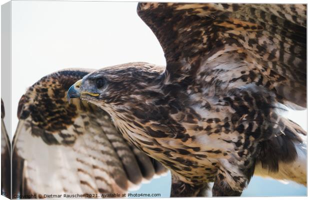 Common Buzzard Close Up Spreading Wings  Canvas Print by Dietmar Rauscher