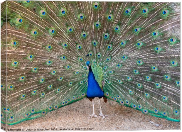 Peacock with Colorful Feathers in Wallenstein Garden, Prague Canvas Print by Dietmar Rauscher