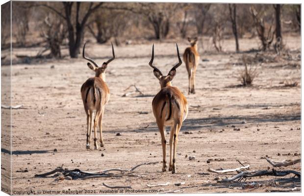 Three Impala Antelopes Canvas Print by Dietmar Rauscher