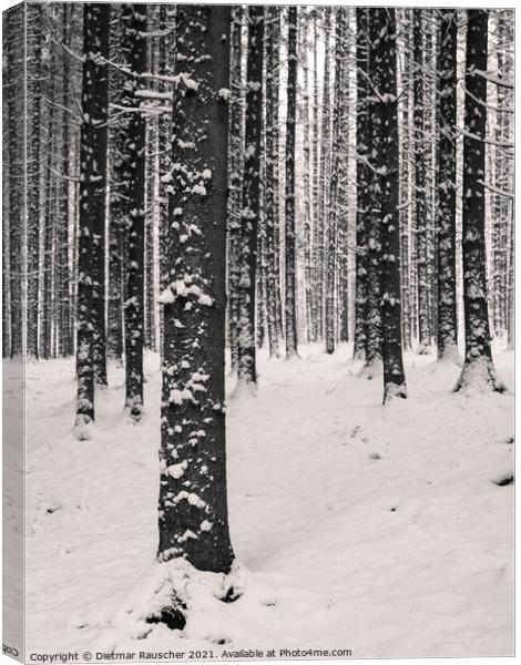 Winter Tree Trunks with Snow Canvas Print by Dietmar Rauscher