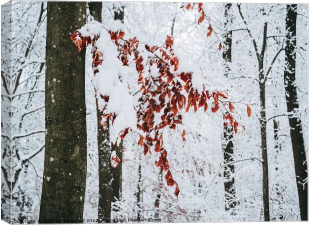 Red Beech Leaves in Winter Canvas Print by Dietmar Rauscher