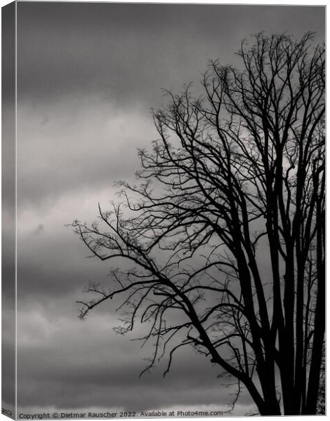 Bare Tree in Winter Monochrome Canvas Print by Dietmar Rauscher