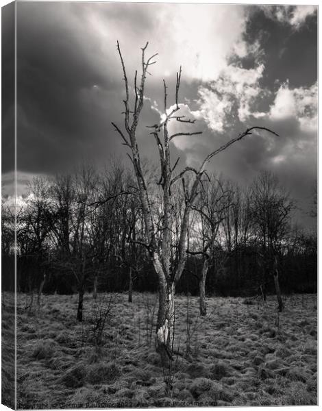 Bare Tree in Haunting Landscape Canvas Print by Dietmar Rauscher