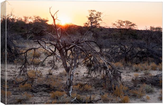 Sunset in the Savannah of Erongo Region, Namibia Canvas Print by Dietmar Rauscher