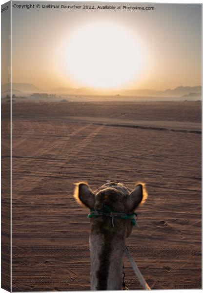Sunrise and Camel in Wadi Rum, Jordan Canvas Print by Dietmar Rauscher