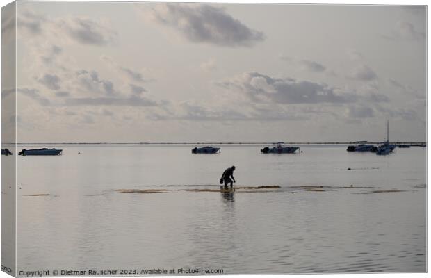 Man collecting sea urchins in a lagoon in Mauritius Canvas Print by Dietmar Rauscher