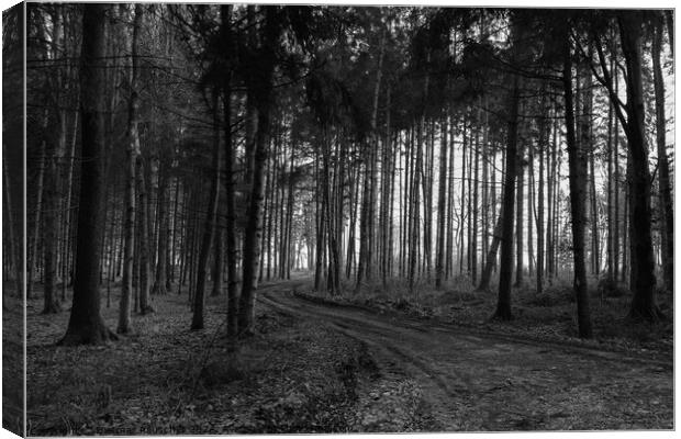 Forst Road and Trees in the Mostviertel, Lower Austria Canvas Print by Dietmar Rauscher