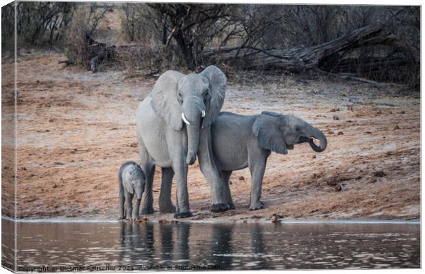 Elephant Family on the Okavango River in Bwabwata National Park, Canvas Print by Dietmar Rauscher