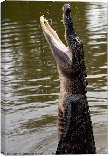 Alligator Jumps Out of the Water Canvas Print by Dietmar Rauscher