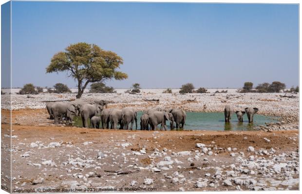 Elephant Herd at Waterhole, Etosha NP Canvas Print by Dietmar Rauscher