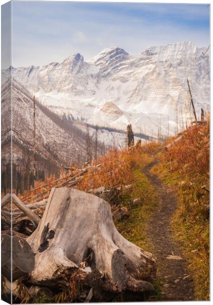 The Floe Lake Trail in Fall Canvas Print by Shawna and Damien Richard