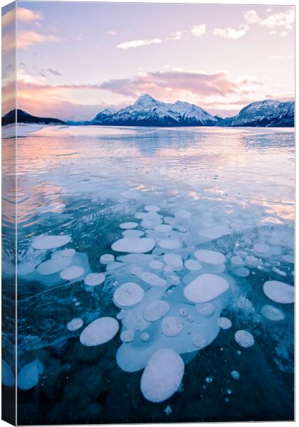 Methane Bubbles frozen in Abraham Lake, Clearwater County, Alber Canvas Print by Shawna and Damien Richard