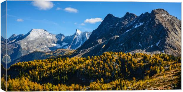 Jumbo Pass British Columbia Canada in Fall with Larch Canvas Print by Shawna and Damien Richard