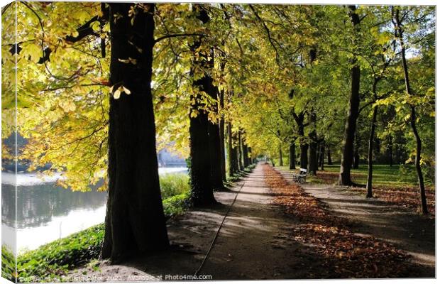 Autumn. Avenue of chestnuts trees Canvas Print by Paulina Sator
