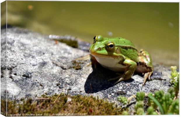 Cute green frog on the shore of a pond Canvas Print by Paulina Sator