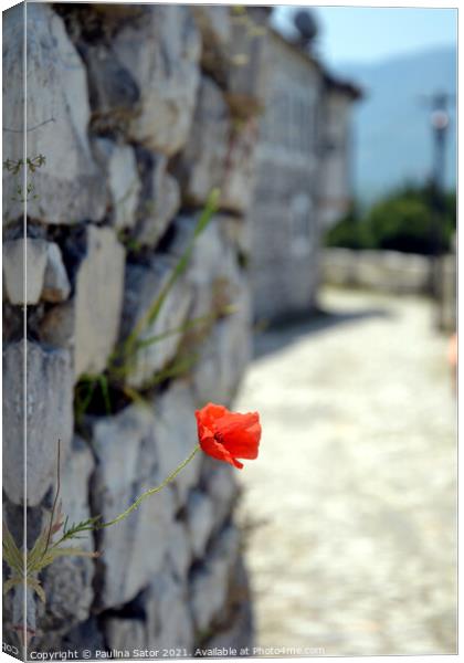 Red poppy flower on the castle rock   Canvas Print by Paulina Sator