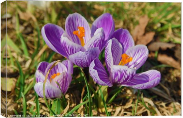 Purple crocus flowering in early spring Canvas Print by Paulina Sator