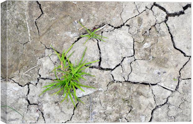  Cracked earth with grass sprouts Canvas Print by Paulina Sator