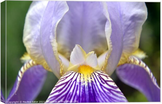 Purple Iris flower closeup Canvas Print by Paulina Sator