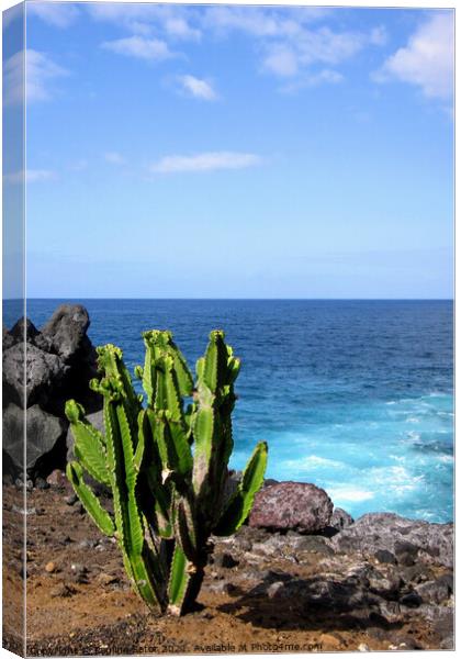 Cactus plant on the shore Canvas Print by Paulina Sator