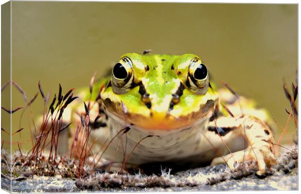 The frog prince Canvas Print by Paulina Sator