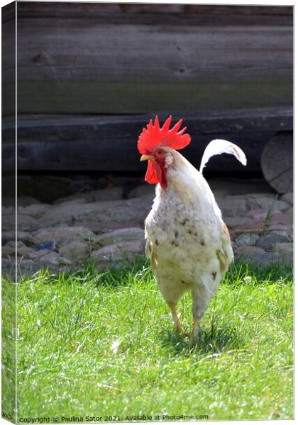 White rooster in a rural yard Canvas Print by Paulina Sator