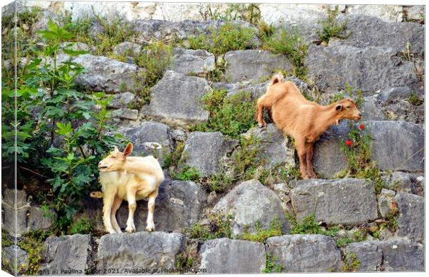 Two goats on the stone wall Canvas Print by Paulina Sator