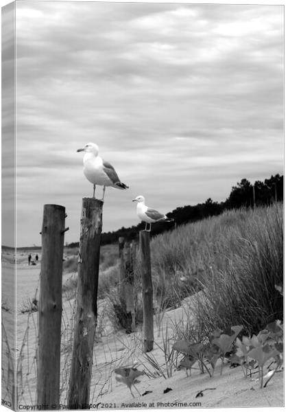 Seagulls in black & white Canvas Print by Paulina Sator