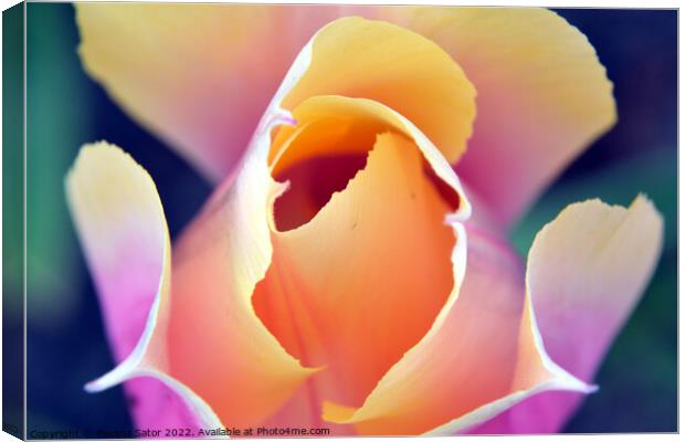 Romantic tulip  Canvas Print by Paulina Sator