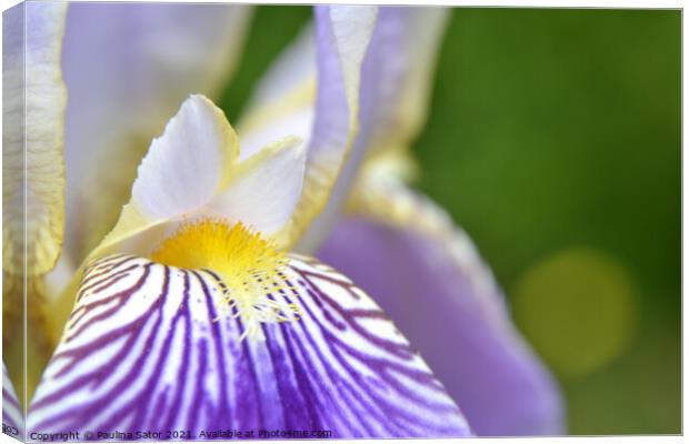 Purple Iris flower close up Canvas Print by Paulina Sator