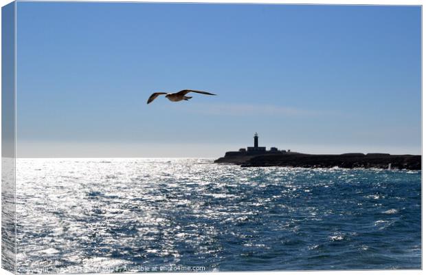 Seagull over the ocean. Punta Jandia Canvas Print by Paulina Sator
