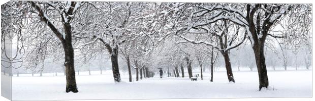 Harrogate cherry blossom walk on the stray covered in Snow England Canvas Print by Sonny Ryse
