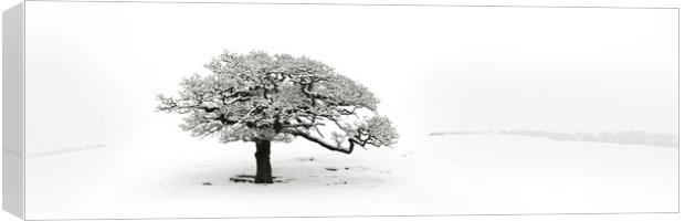 Lone tree covered in snow Canvas Print by Sonny Ryse