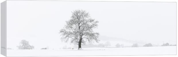 Yorkshire Dales Tree covered in snow Canvas Print by Sonny Ryse