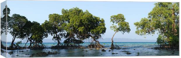 Havelock Island Mangroves Andamans Canvas Print by Sonny Ryse