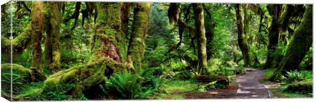 Hall of Mosses Forest Olympic National Park USA Canvas Print by Sonny Ryse