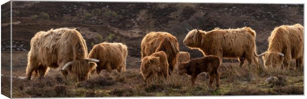 Highland cow coo calves herd 2 Canvas Print by Sonny Ryse