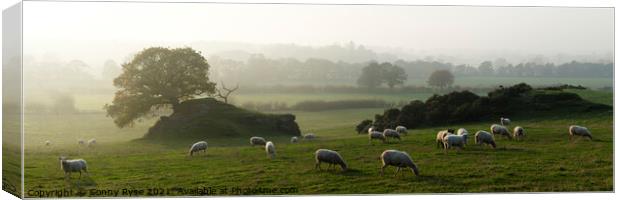 Yorkshire Dales Sheep Canvas Print by Sonny Ryse