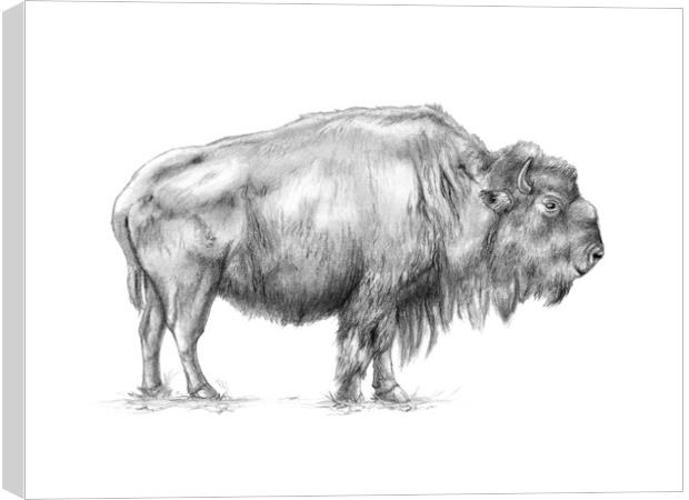 American bison Canvas Print by Andrea Danti