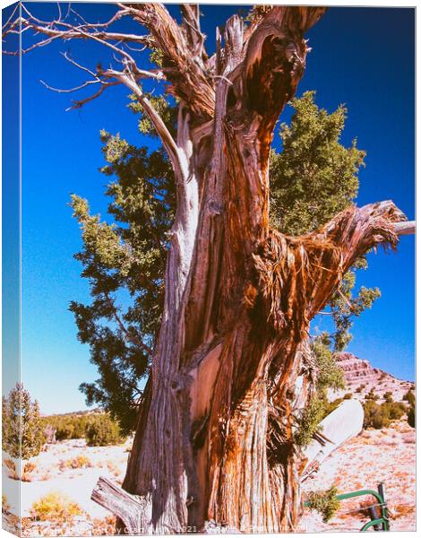 Ancient Juniper Tree Canvas Print by Wall Art by Craig Cusins