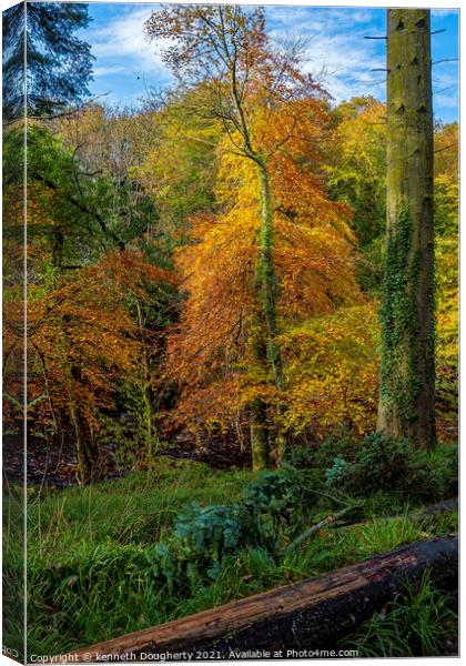 Autumn trees Canvas Print by kenneth Dougherty